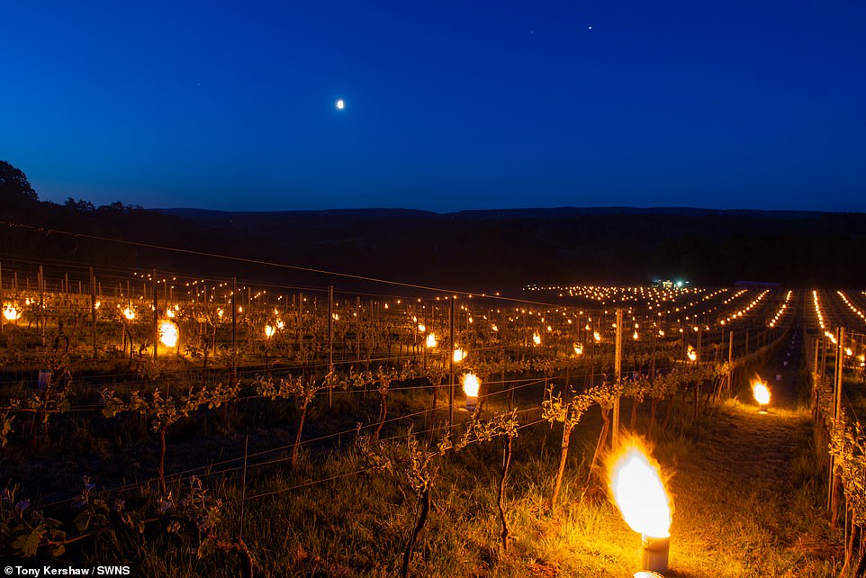Crop Candle vineyard 