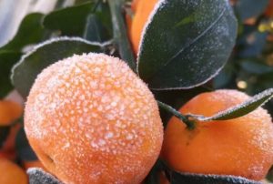 frozen fruit 
